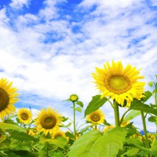 始めたてのこの時期にご相談できて、大変ためになりました【20代後半女性】 始めたてのこの時期にご相談できて、大変ためになりました【20代後半女性】