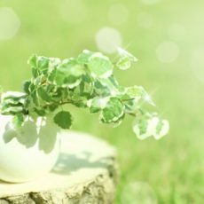 今後の人生に、色々希望が持てます【51歳女性】無料相談のご感想 今後の人生に、色々希望が持てます【51歳女性】無料相談のご感想